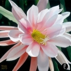 Blushing Beauty